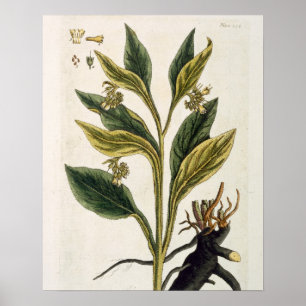 Red Chilli (colour engraving) Poster