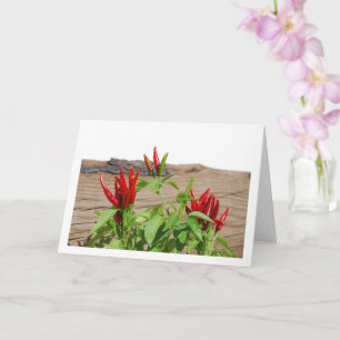 Red Chilli Pepper Plant Card