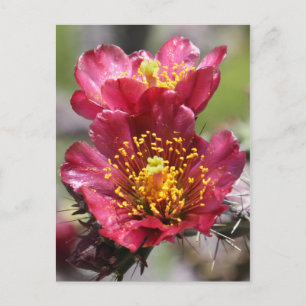 Red Cholla Blooms Postcard