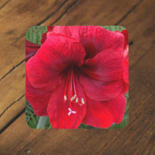 Red Christmas Amaryllis Bloom Floral Coaster