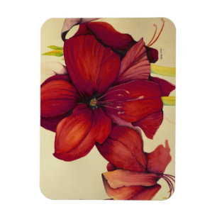 Red Christmas Amaryllis Photo Magnet