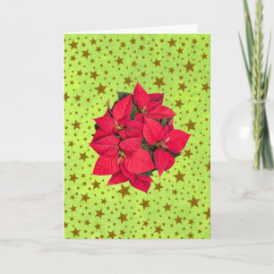 Red Christmas flower, sparkly gold stars on green Holiday Card