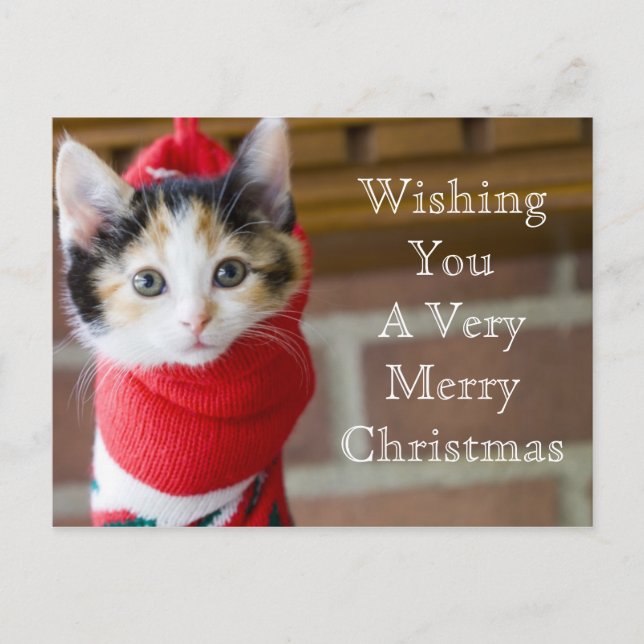 Red Christmas Kitten Holiday Postcard (Front)