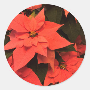 Red Christmas Poinsettia Envelope Seals Stickers