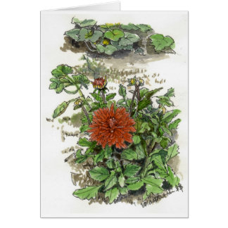 Red chrysanthemum