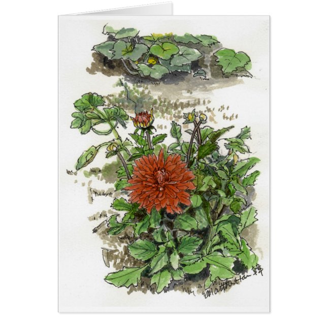 Red chrysanthemum (Front)