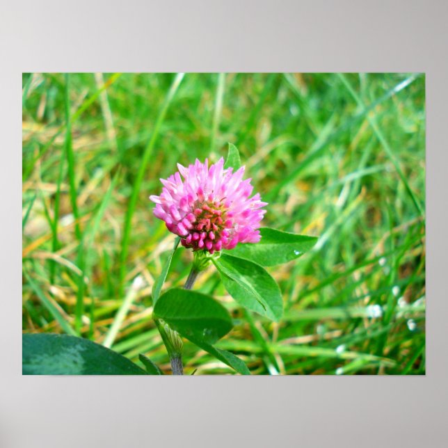 red clover poster (Front)