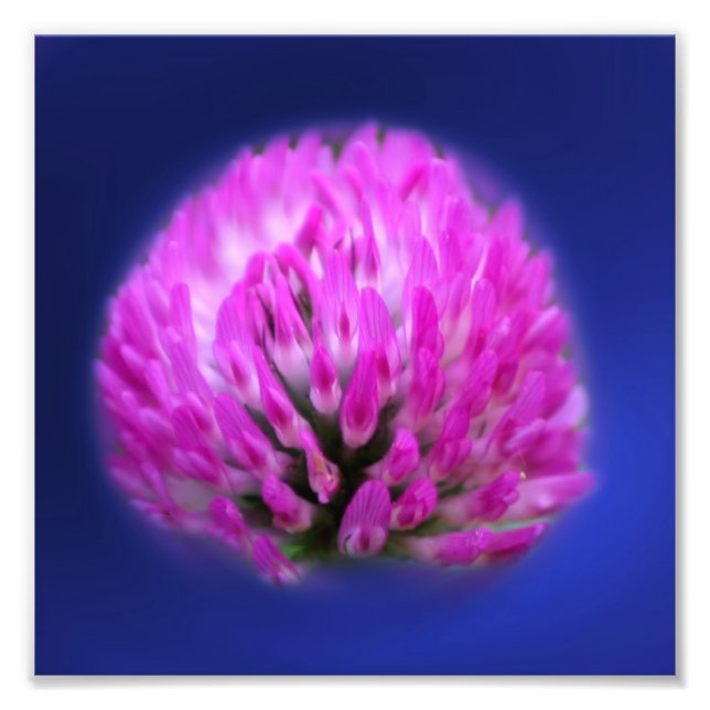 Red Clover Wildflower 8x8 Photo Print (Front)