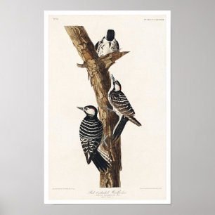 Red-Cockaded Woodpecker by Audubon Poster