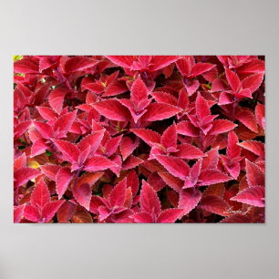 Red Coleus Background Texture Canvas or Poster
