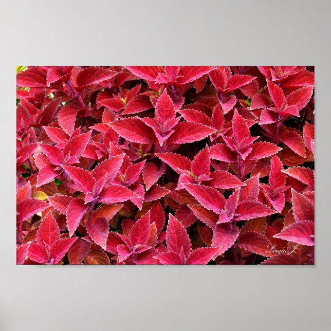 Red Coleus Background Texture Canvas or Poster (Front)