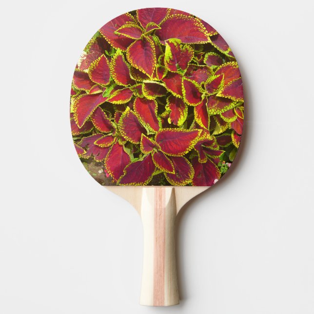 Red Coleus Flower Ping Pong Paddle (Front)