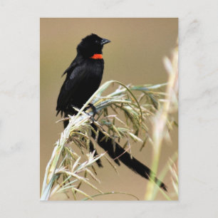 Red Collared Widow South Africa Postcard