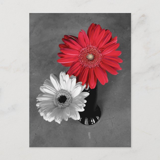 Red Colour Splash Gerber Daisy Photograph Postcard (Front)