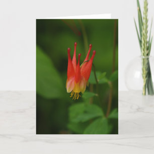 Red Columbine 09 Card
