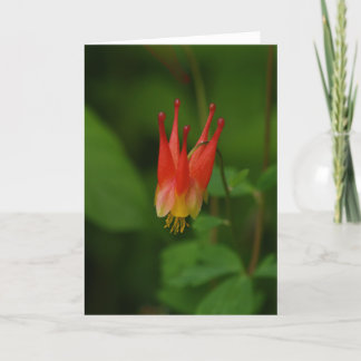 Red Columbine 09 Card