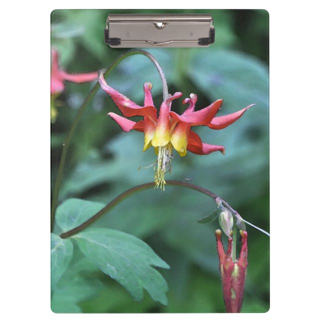 Red Columbine  Clipboard (Front)