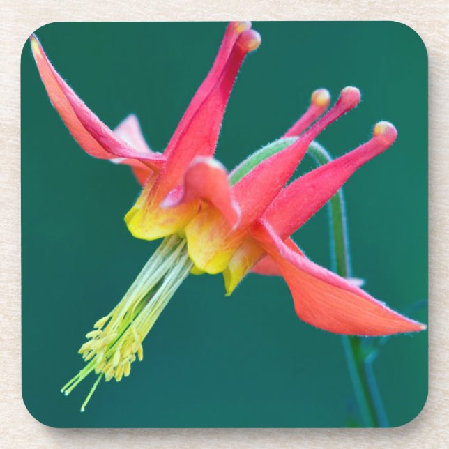 Red Columbine Coaster (Front)