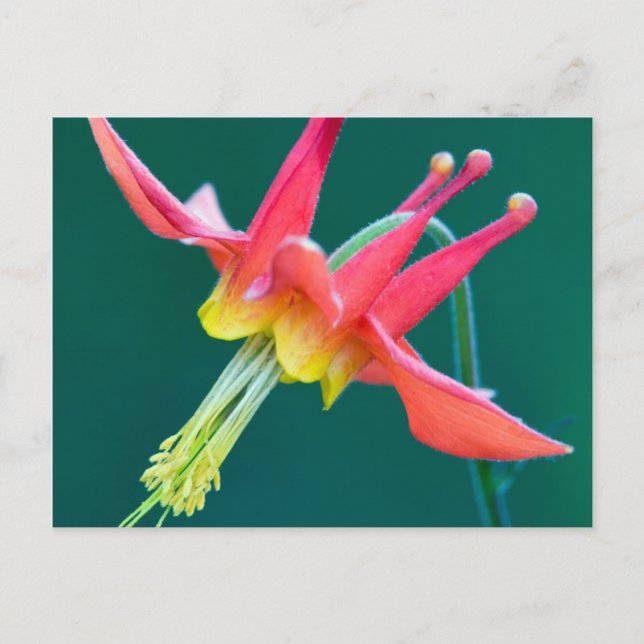 Red Columbine Postcard (Front)