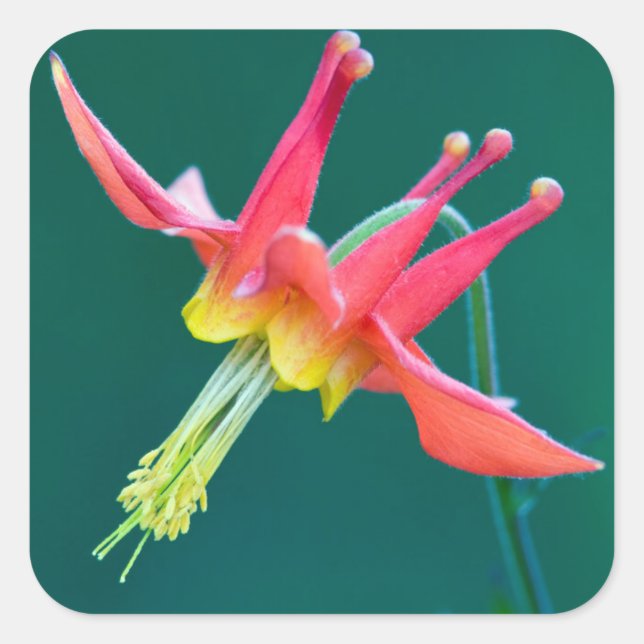Red Columbine Square Sticker (Front)