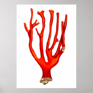 Red coral , sea life illustration poster