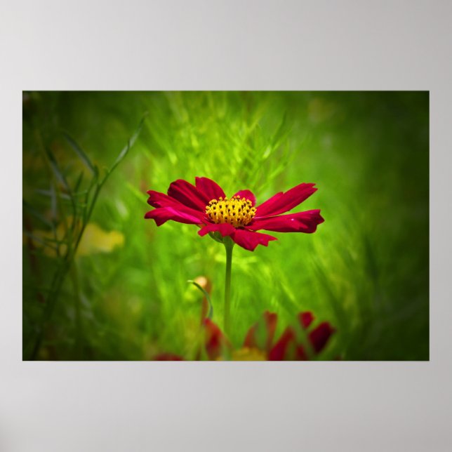 Red cosmos flower poster (Front)