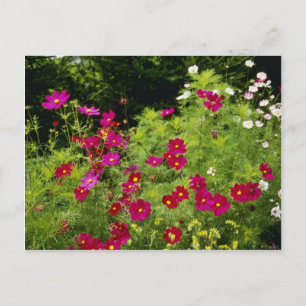Red Cosmos flowers Postcard