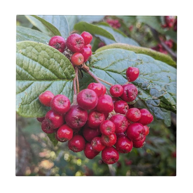 Red Cotoneaster Berries Botanical Ceramic Tile (Front)