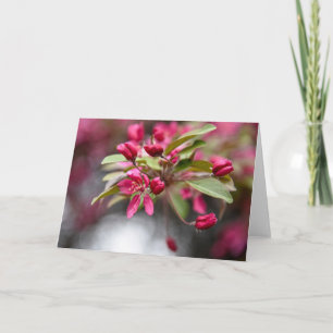 Red Crab Apple Flowers Card