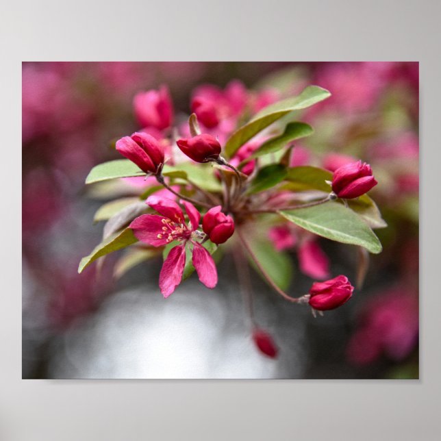 Red Crab Apple Flowers Poster (Front)