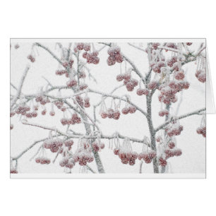 Red Crabapples in Snow