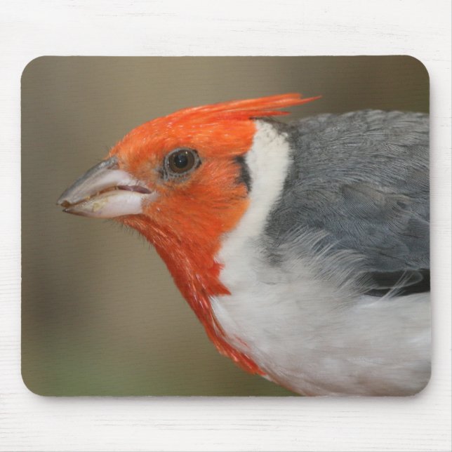 Red Crested Cardinal Mouse Pad (Front)