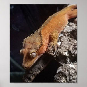 Red Crested Gecko Poster