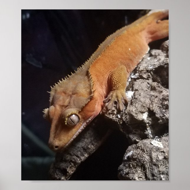 Red Crested Gecko Poster (Front)