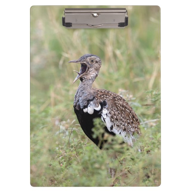 Red Crested Korhaan Clipboard (Front)