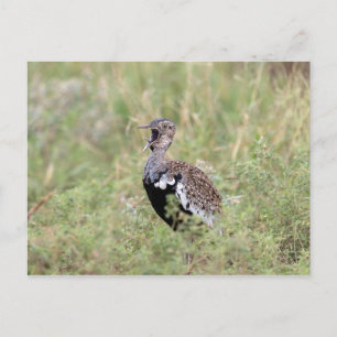 Red Crested Korhaan Postcard