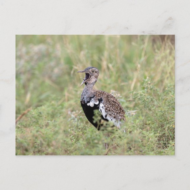 Red Crested Korhaan Postcard (Front)