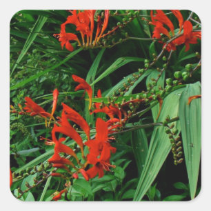 Red Crocosmia Floral Design Square Sticker
