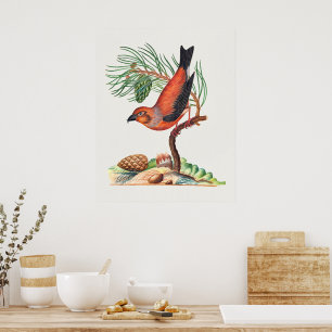 Red Crossbill bird Poster