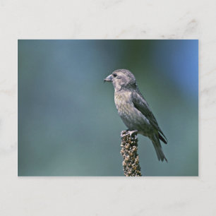 Red crossbill postcard