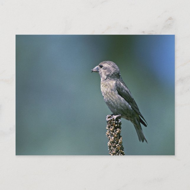 Red crossbill postcard (Front)