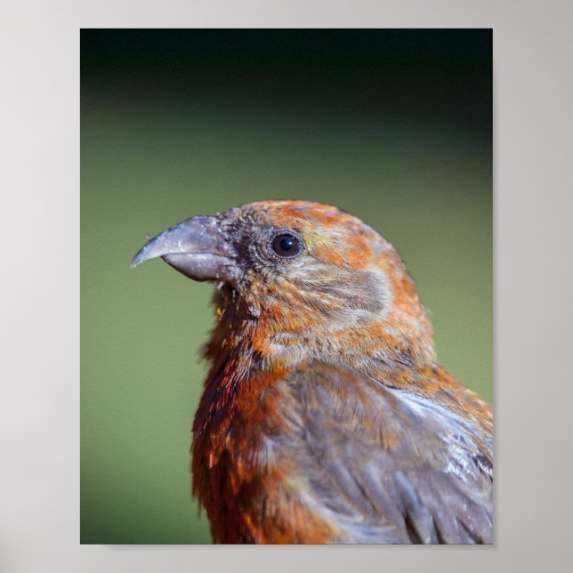 Red Crossbill Poster (Front)
