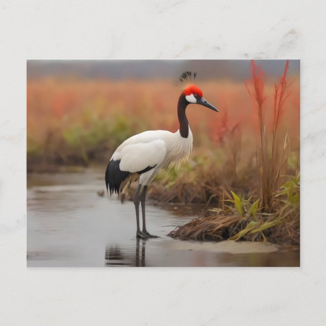 Red Crowned crane standing on water Postcard (Front)
