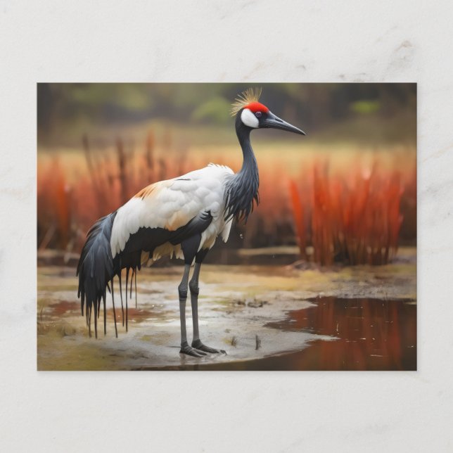 Red Crowned crane standing on water Postcard (Front)