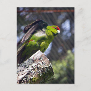 Red-Crowned Parakeet Postcard