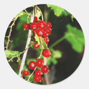 red currant classic round sticker