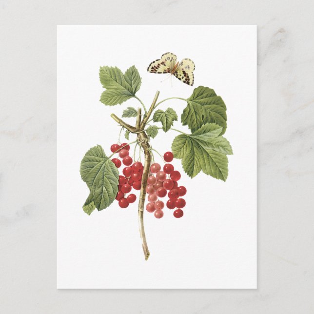 red currant(Ribes rubrum) by Redouté Postcard (Front)