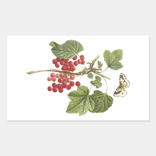 red currant(Ribes rubrum) by Redouté Rectangular Sticker (Front)