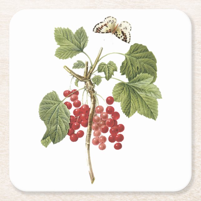 red currant(Ribes rubrum) by Redouté Square Paper Coaster (Front)
