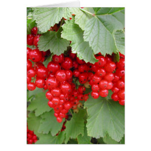 Red Currants on the Plant. Green Leaves.